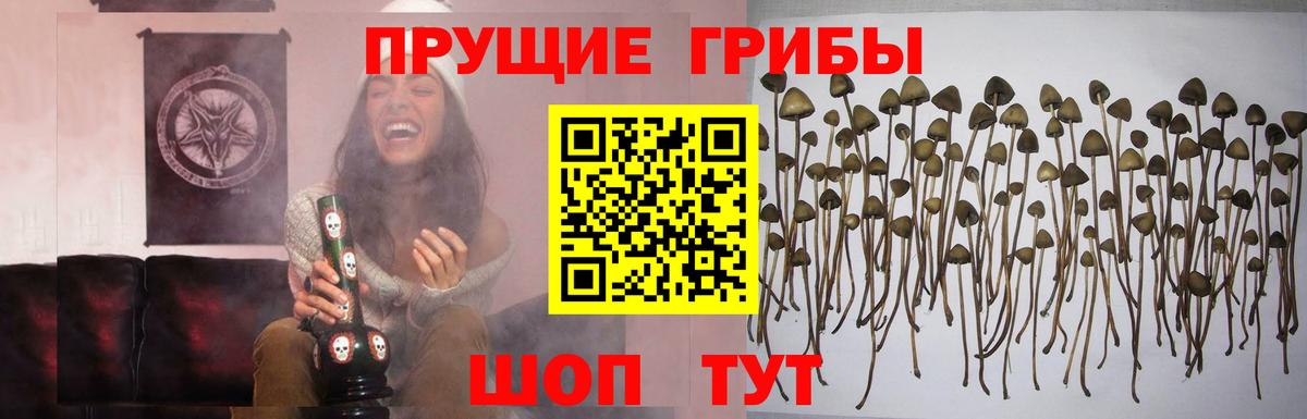 цены   Вход с VPN  Нарьян-Мар  Псилоцибиновые грибы Psilocybine cubensis 
